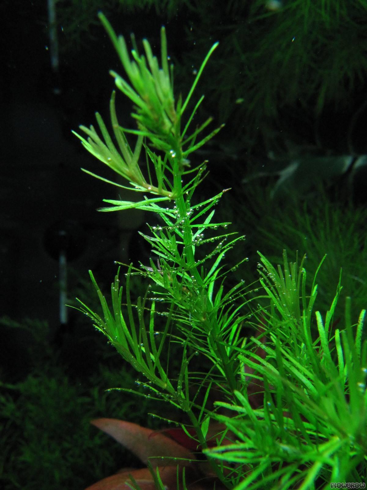 Rotala Nanjenshan Plant Bunched