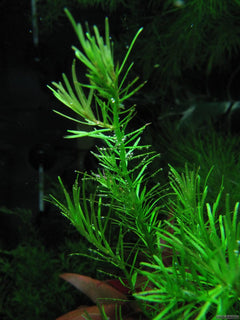 Rotala Nanjenshan Plant Bunched
