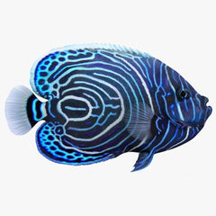 Emperor Angel Juvenile - Large