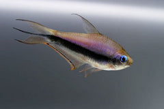 Emperor Tetra