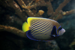 Emperor Angel Juvenile - Large