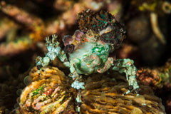Decorator Crab - Medium