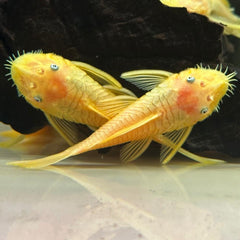 Albinus Rubber Pleco L146a