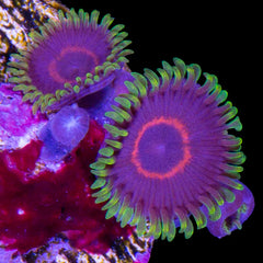 Purple Hearts Zoanthid Polyp - Frag