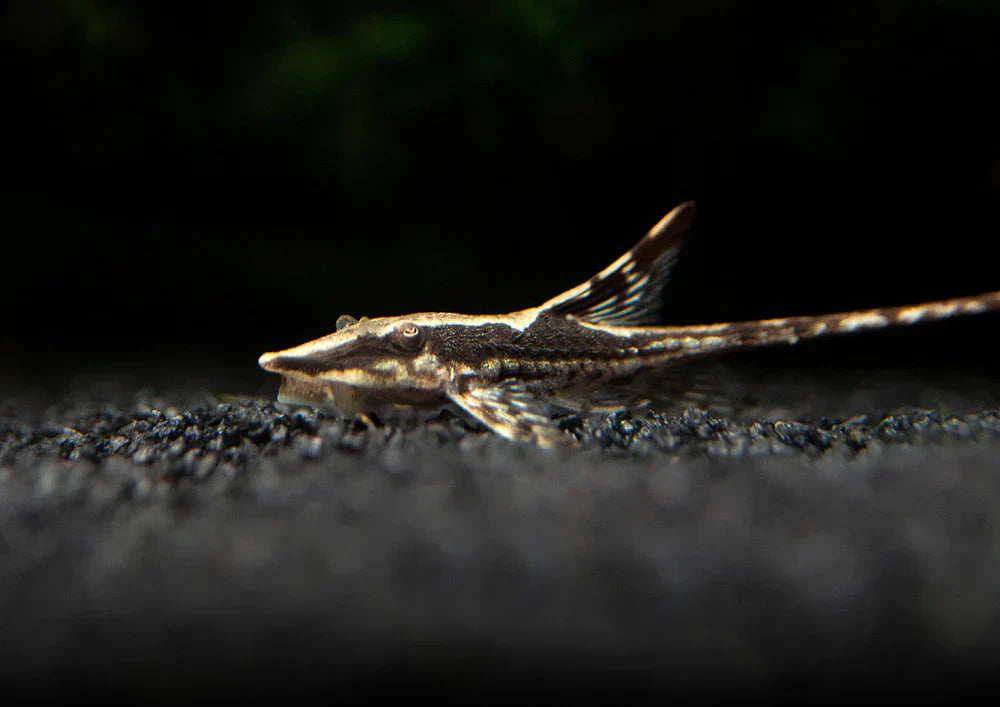 Cat Fish Wood