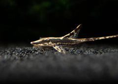 Cat Fish Wood