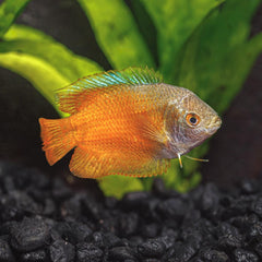 Flame Dwarf Gourami Male