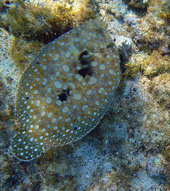 Flounder - Small