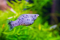 Dalmatian Balloon Molly