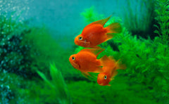 Blood Parrot Cichlid