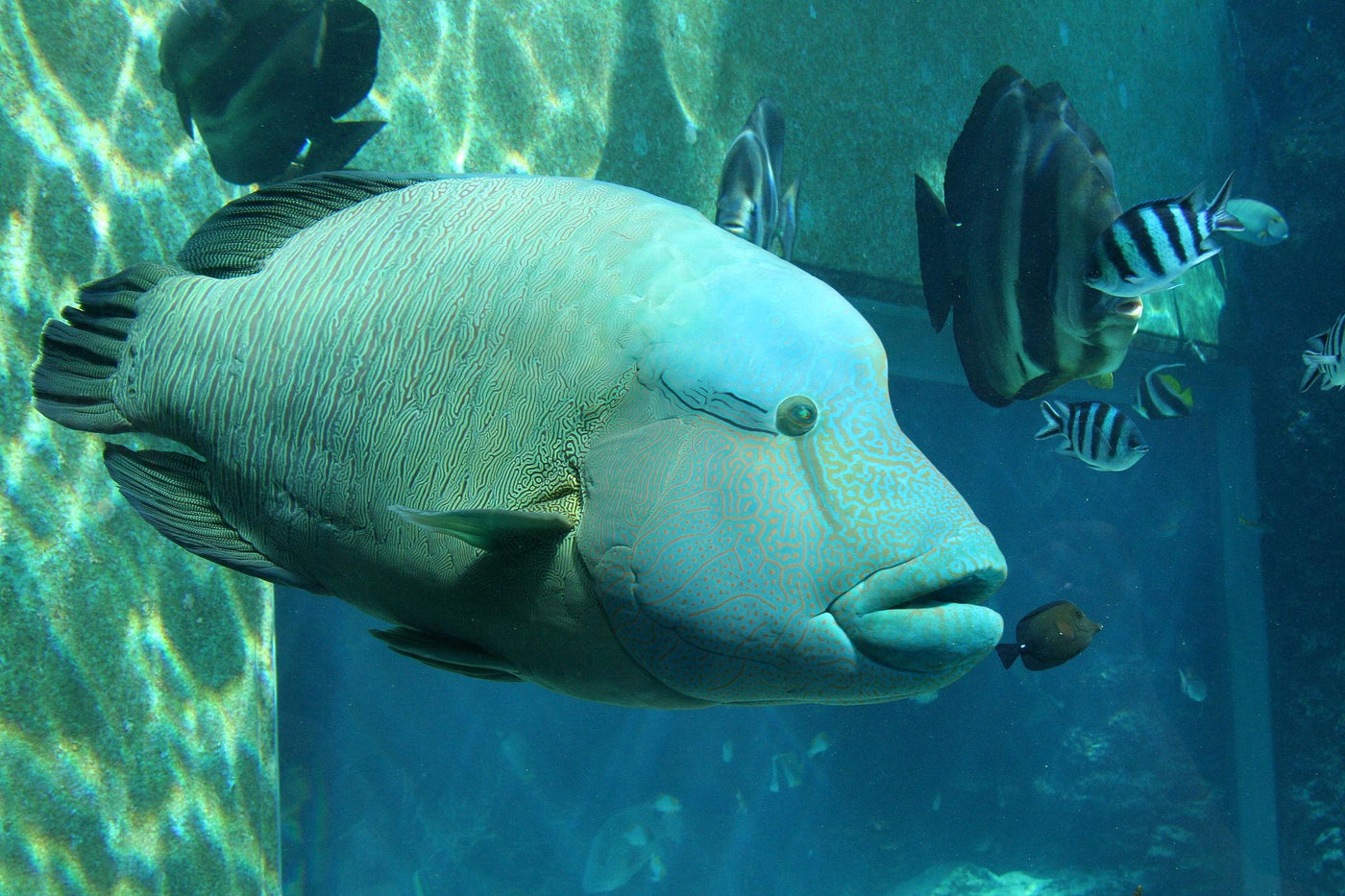 Maori Snooty Wrasse - Medium
