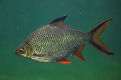Golden Tinfoil Barb