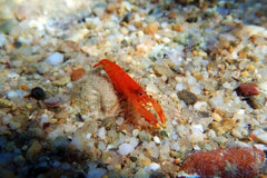 Red Claw Pistol Shrimp - Medium