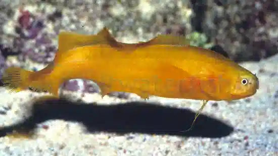 Yellow Eel Goby - Small