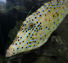 Atlantic Filefish - Medium