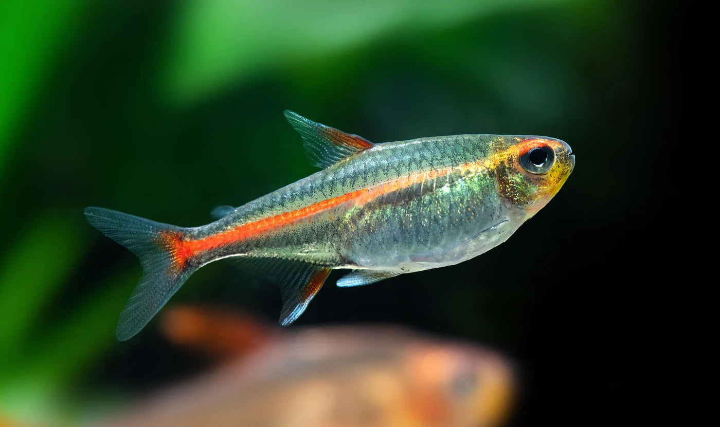 Tetra Glow Light