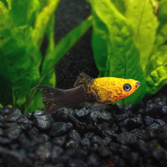 Gold Panda Lyretail Molly