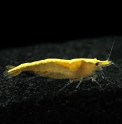 Gold Back Yellow Fire Shrimp