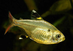 Gold X-Ray Tetra