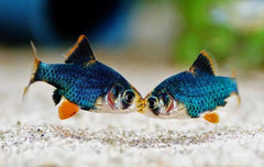 Green Tiger Barb