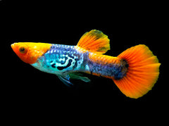 Guppy Kohaku Endler