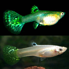Guppy Female Cobra Green