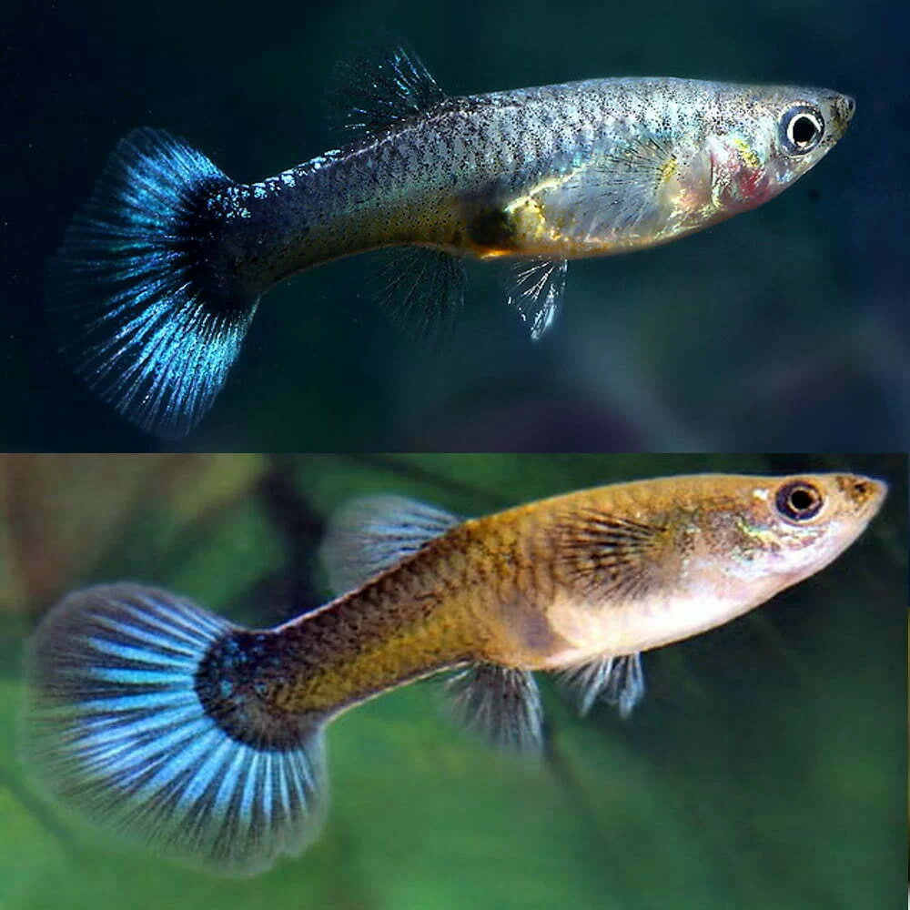 Guppy Female Peacock Green