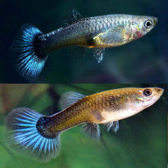Guppy Female Peacock Green