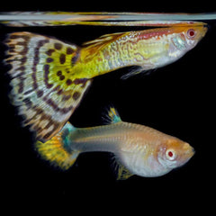 Guppy - Tiger