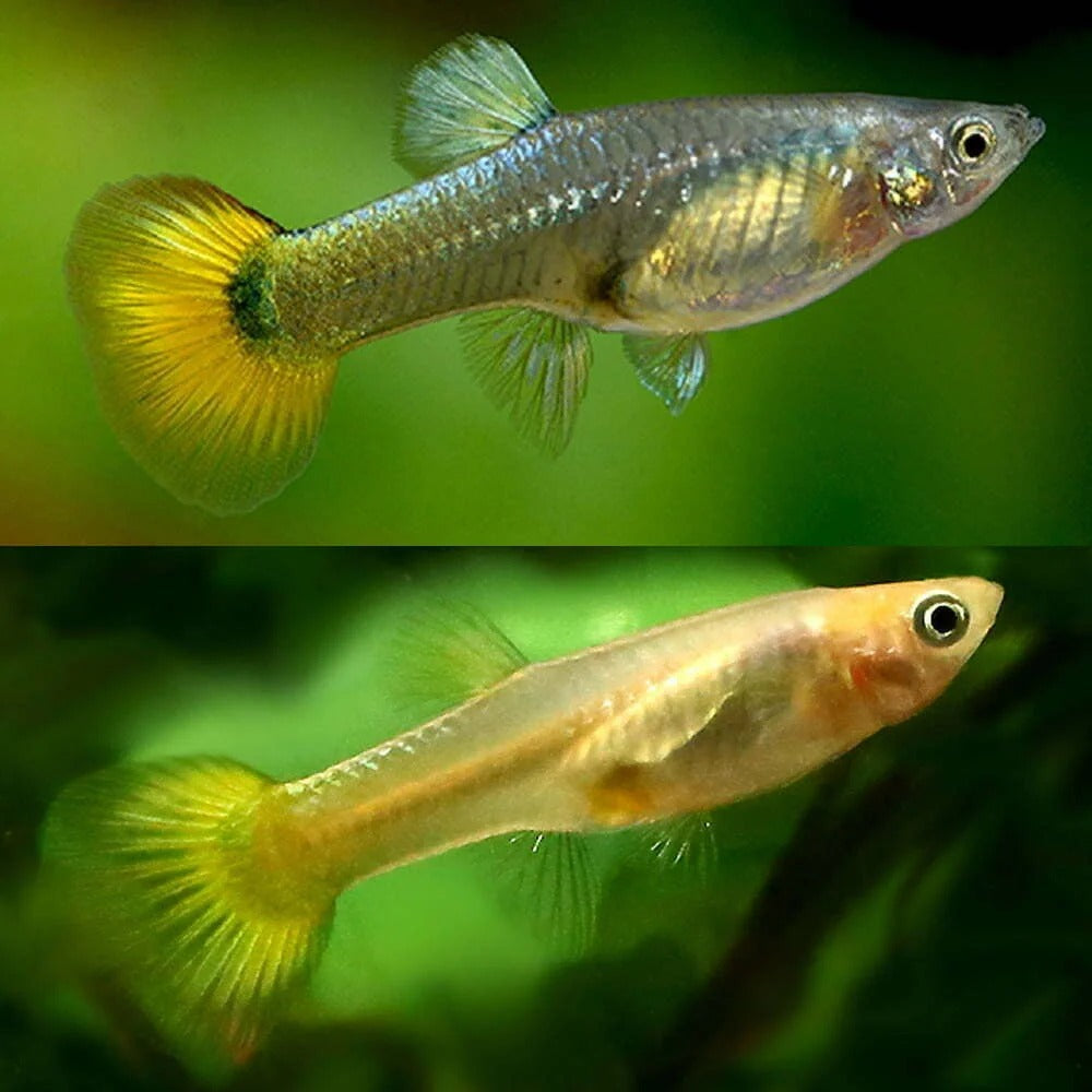 Guppy Female Blonde Rainbow