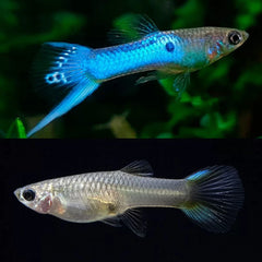 Guppy Blue & Black Endler