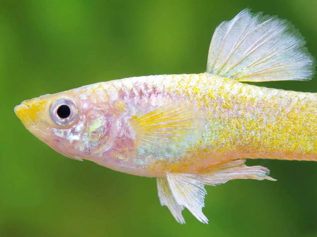 Guppy Yellow Cobra Endler