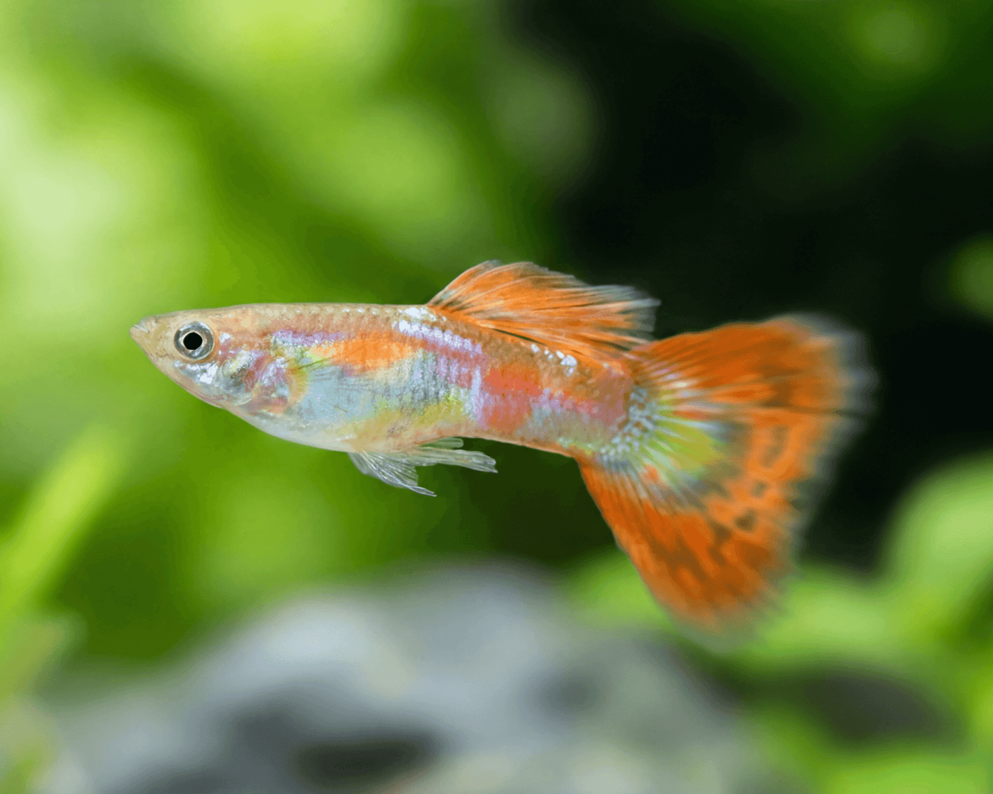 Pigeon Blood Guppy Male