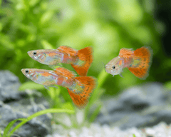 Pigeon Blood Guppy Male