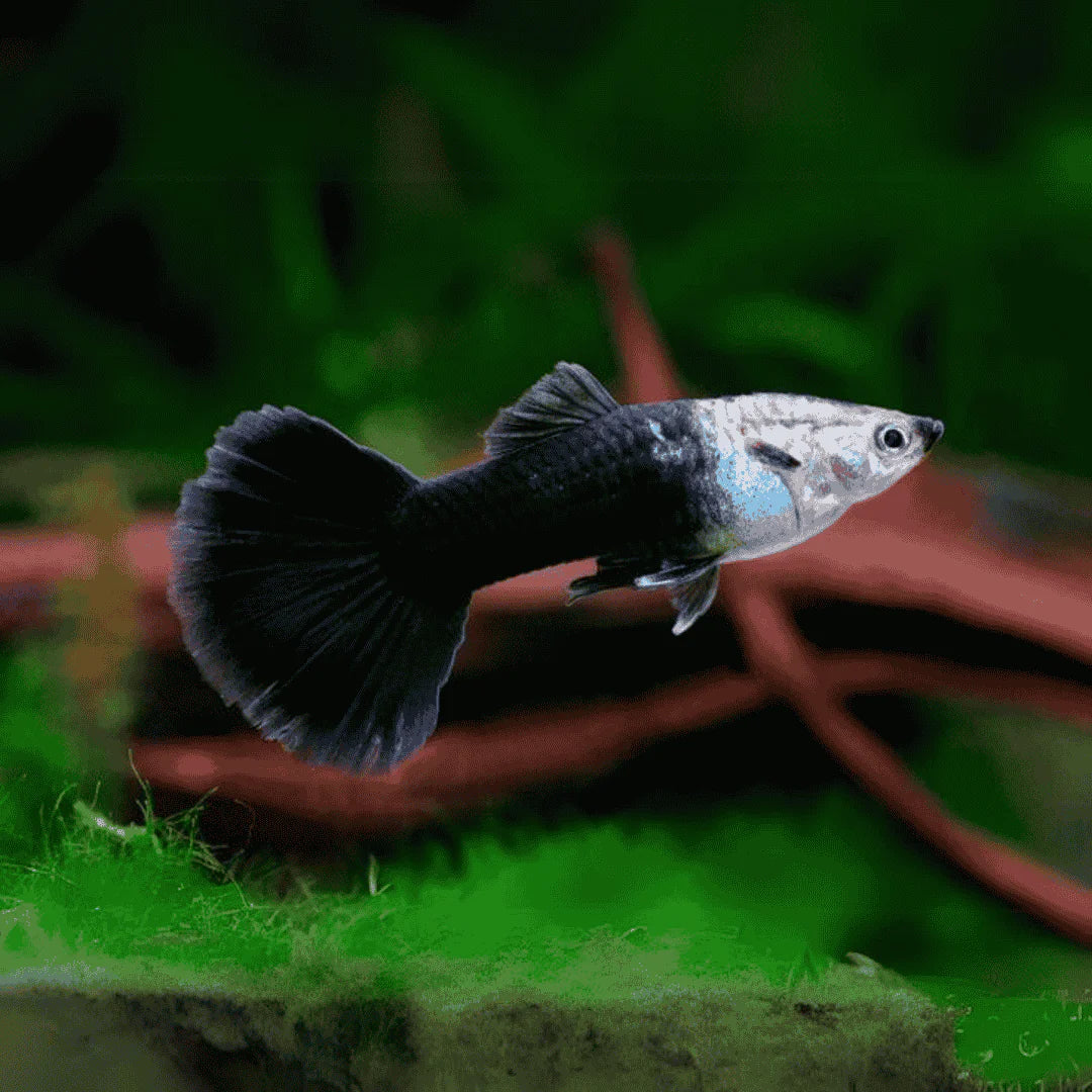 Black Cobra Guppy Male