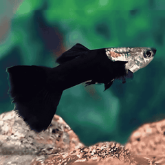 Black Cobra Guppy Male