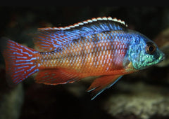 Haplochromis Red Empress