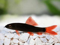 Rainbow Shark