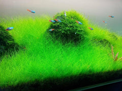 Dwarf Hairgrass Potted