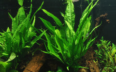 HydrOasis® Java Fern Submerged Potted