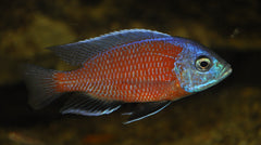 Haplochromis Borleyi