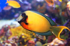 Yellow Mimic Tang - Medium