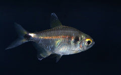 Head & Tail Lite Tetra