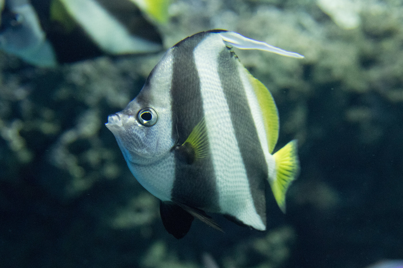 Atlantic Longnose Butterfly - Medium