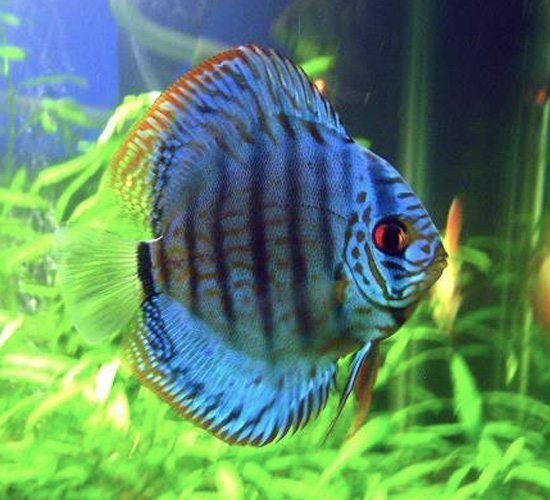 Pearl Cobalt Blood Discus
