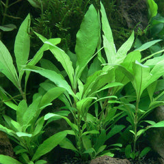 Hygrophilia Blue Plant Bunched