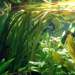 Vallisneria Sp.' Gigantea'
