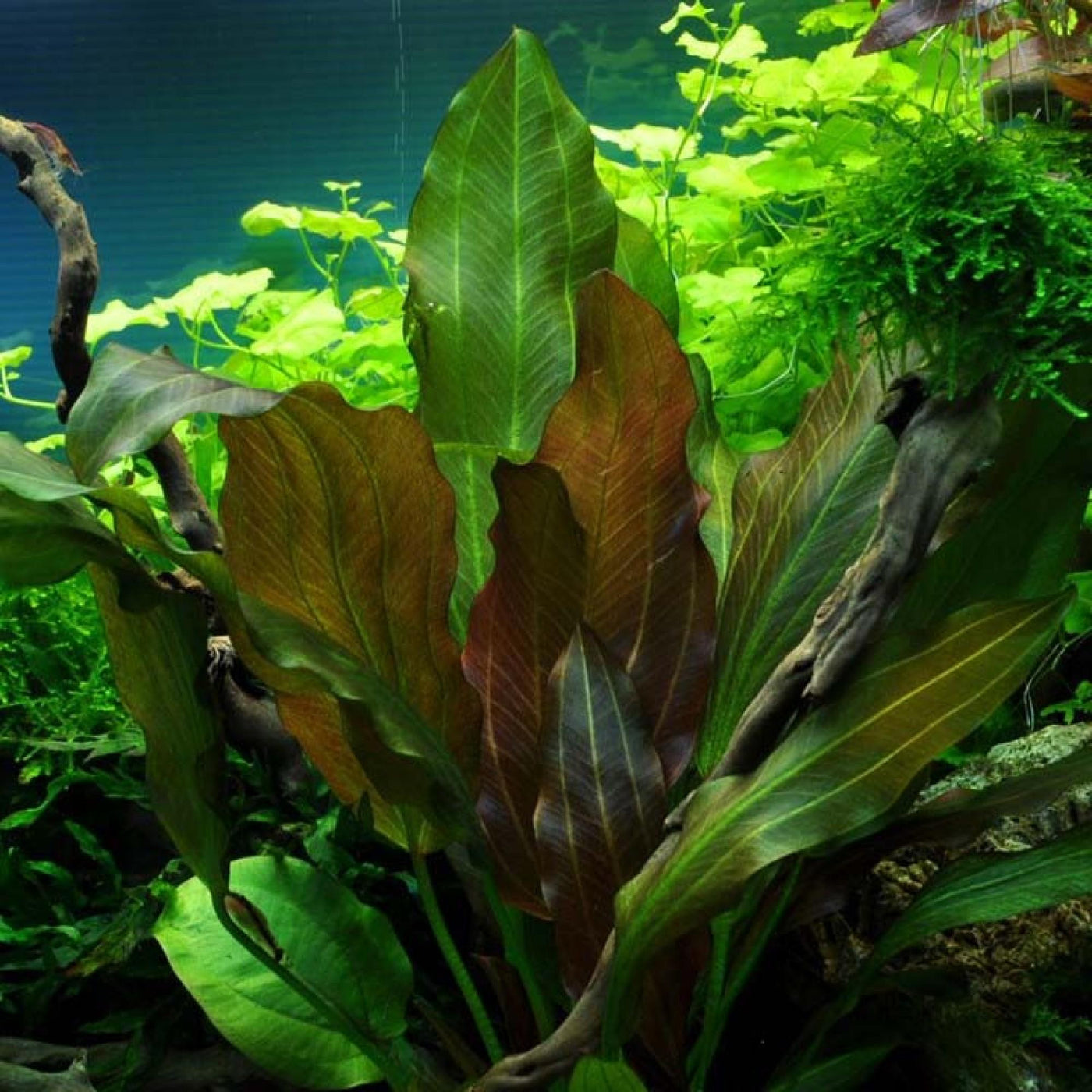 Reni Sword Plant Potted