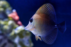 Scopas Tang - Medium