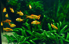Gold Barb